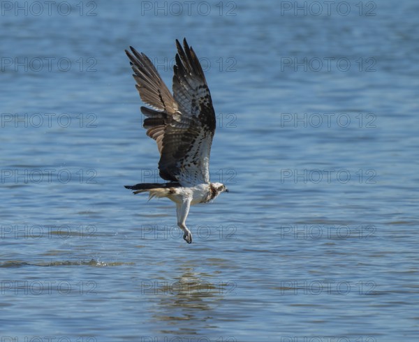 Osprey (Pandion haliaetus) flies over a blue water surface of a lake while hunting fish, Lower
