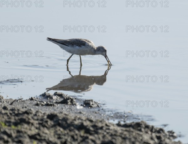 Green thighs (Tringa nebularia) looking for food in the shallow water zone of a body of water,