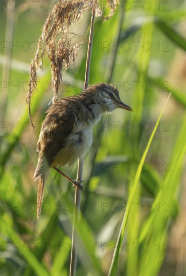Thrush warbler (Acrocephalus arundinaceus) on a reed, reed (Phragmites australis), Lower Saxony,