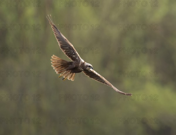 Harrier (Circus aeruginosus), female searching for food in flight, Lower Saxony, Germany