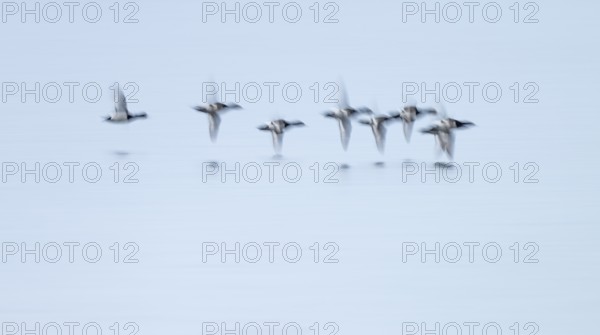Heron duck (Aythya fuligula), heron flying over a lake, motion blur, long exposure, pull, mopping