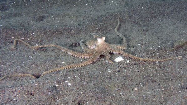 A marbled octopus (Amphioctopus aegina) spreads on sandy seabed. Puri Jati Dive Site, Umeanyar,