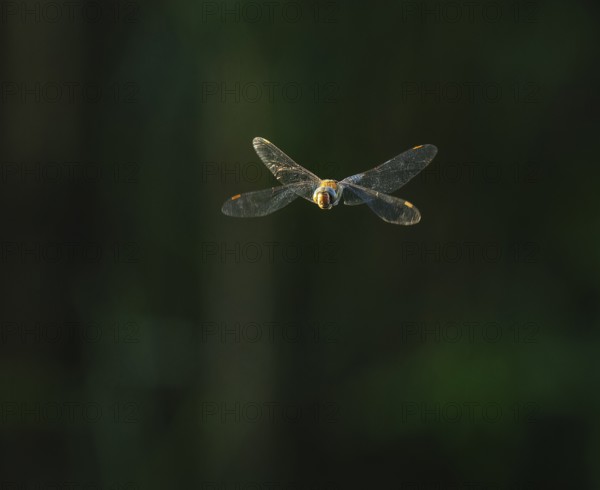 Blue-green mosaic maiden (Aeshna cyanea) flying, Lower Saxony, Germany