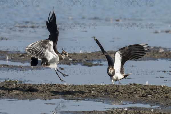 Lapwing (Vanellus vanellus), two lapwings attack each other in flight in the shallow water zone of