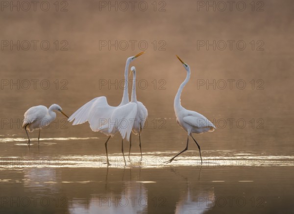 Great egrets (Ardea alba) stand in the warm orange morning light in the shallow water zone of a