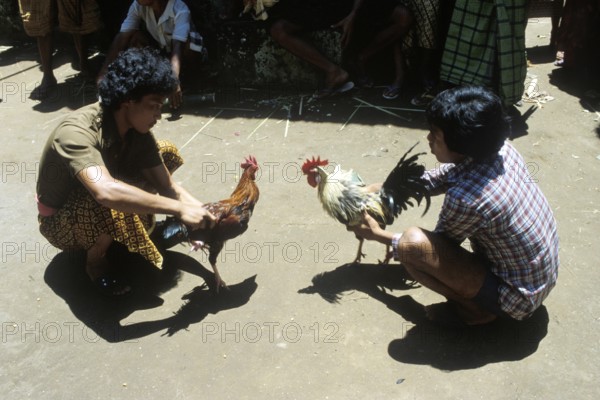 The roosters have sharp blades tied to their feet, ritual cockfighting, entertainment, gambling,