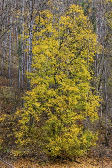 Ahron tree (Acer) in herb color, horse chestnut family (Hippocastanoideae), autumn, Donntal,