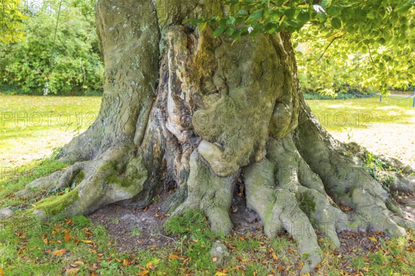 Tree trunk and roots of an old beech tree in Muskauer Park, UNESCO World Heritage, Bad Muskau,
