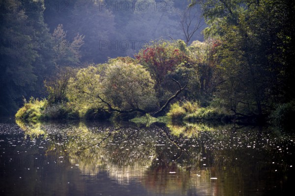 Autumn landscape, trees reflected in water, Thaya River, Thaya Valley National Park, Lower Austria,