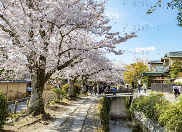Footpath along a canal, cherry blossoms in spring, Philosopher's Path or Tetsugaku no michi, Kyoto,