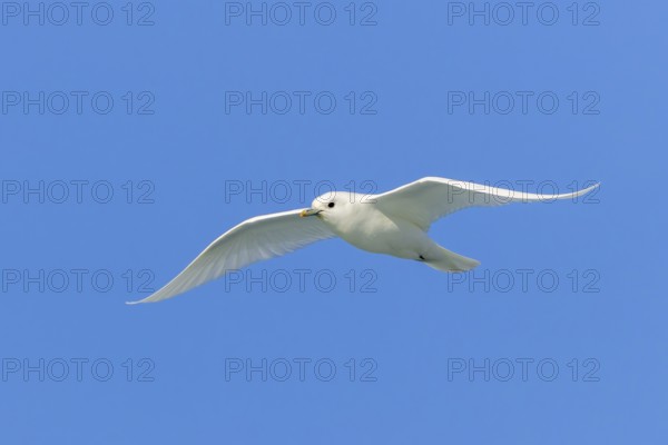 Ivory gull (Pagophila eburnea, Larus eburneus) flying against blue sky along the coast of Svalbard,