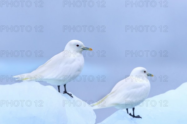 Two ivory gulls (Pagophila eburnea, Larus eburneus) resting on ice floe along the coast of