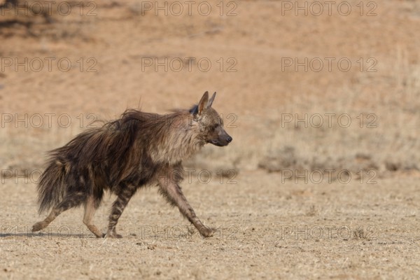 Brown hyena (Parahyaena brunnea), adult walking in dry grassland, Kgalagadi Transfrontier Park,