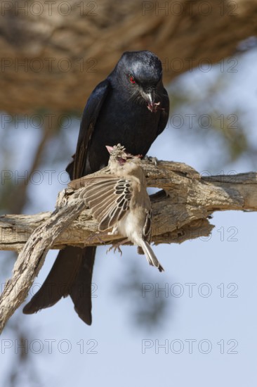 Fork-tailed drongo (Dicrurus adsimilis), adult, sitting on a branch, eating, a sociable weaver
