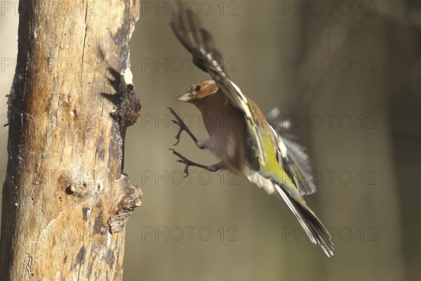 Chaffinch (Fringilla coelebs) male in flight, approach to forage wood, winter feeding, Allgäu,