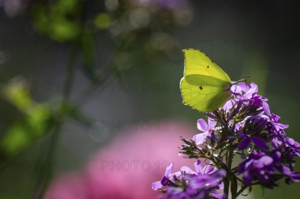 Lemon butterfly (Gonepteryx rhamni) sits on purple flowers of a flame flower or phlox, Finland