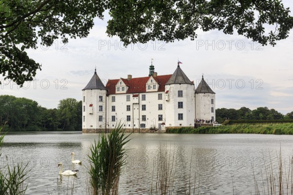 Hocker swan (Cygnus olor) in front of Glücksburg Castle, residential castle, moated castle with