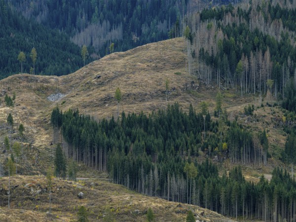 Logging, clearing, clearcut, timber industry, logging, mountain landscape, aerial view, autumn,