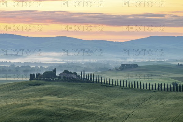 Poggio Covili estate with cypress alley (Cupressus) at sunrise, near San Quirico d'Orcia, Val