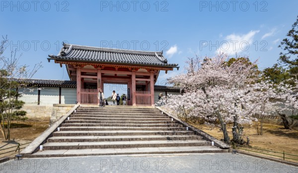 Path with blossoming cherry tree, Chumon Gate of Ninna-ji Temple, Buddhist temple complex, Kyoto,