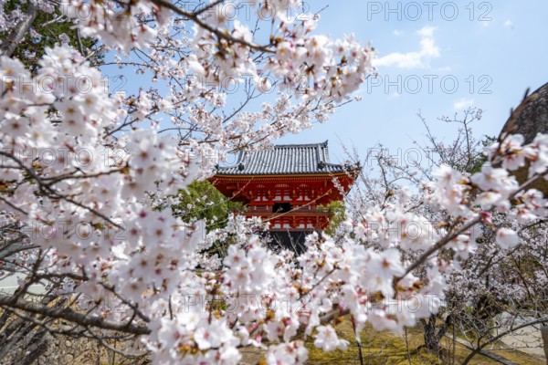 Cherry blossoms and red Shoro bell tower, Ninna-ji temple in spring, Buddhist temple complex,
