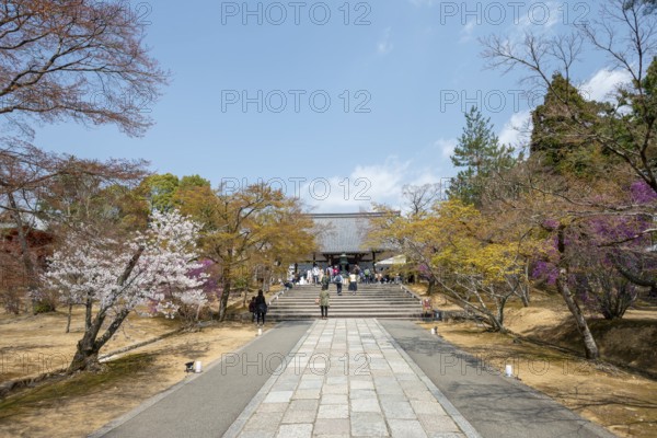Path lined with blooming trees in spring, Kondo main hall of Ninna-ji Temple, Buddhist temple