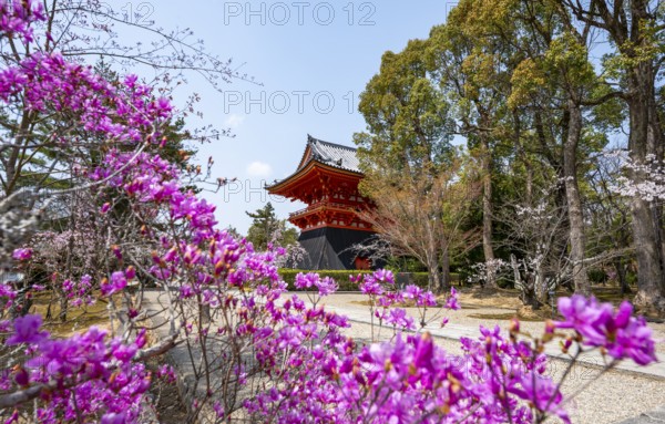 Purple blooming tree in spring with Shoro bell tower, Ninna-ji Temple, Buddhist temple complex,