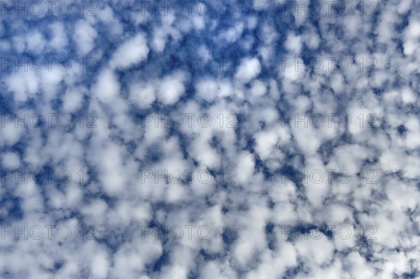 Dense cloudiness of with high white clouds Cirrocumulus Cirrocumulus clouds popularly sheep clouds