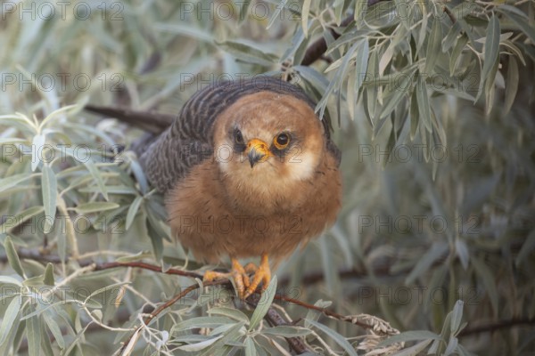 Red-footed falcon (Falco vespertinus), adult female sitting in a willow bush, Kiskunság National