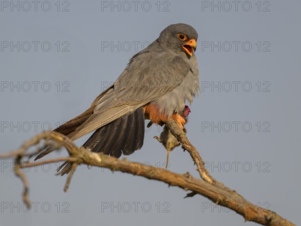 Red-footed falcon (Falco vespertinus), adult male sitting with a captured mouse, Kiskunság National