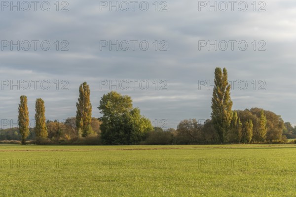 The serene landscape features golden poplars and green trees surrounded by fields. The mild autumn