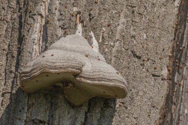 Mushroom grows on the bark of an old tree in a green forest. The sun shines through the leaves and