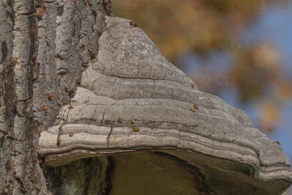 Mushroom grows on the bark of an old tree in a green forest. The sun shines through the leaves and