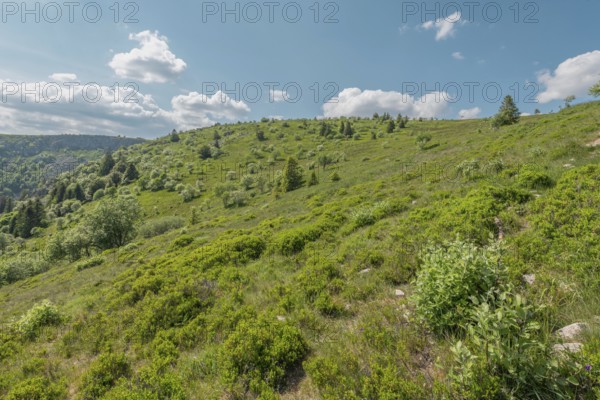 A green hill appears under a blue sky strewn with clouds. Nature is lush, with scattered shrubs and