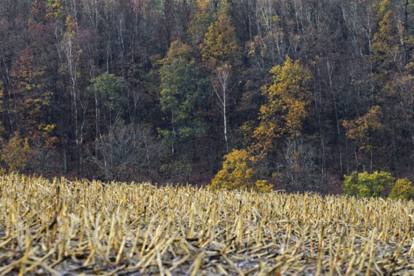 Bare trees in the forest with strong color contrast with dried straw fields in the foreground,