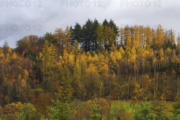 Forest landscape in autumn with bright golden leaves and conifers under grey sky, Kreuztal