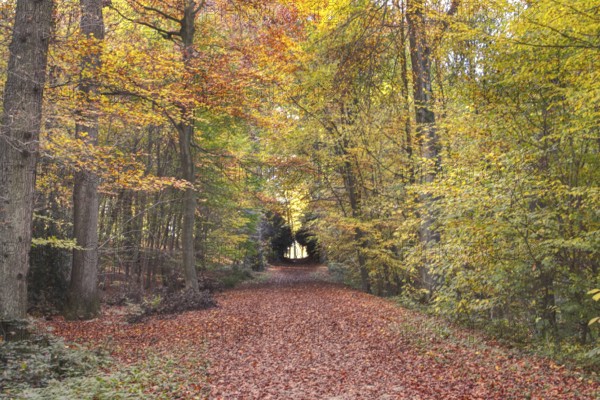 A forest trail is covered with colorful autumn leaves, surrounded by trees and autumn light,