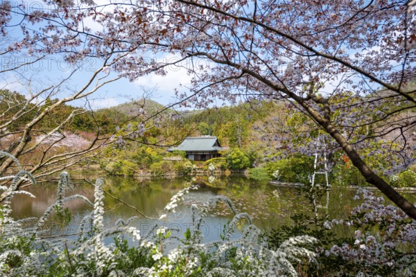 Kyoyochi pond in the Japanese garden, blooming cherry trees, Ryoan-ji, Zen Buddhist temple complex,