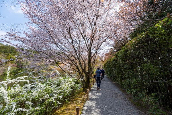 Blooming cherry trees, path along Kyoyochi Pond in the Japanese Garden, Ryoan-ji, Zen Buddhist