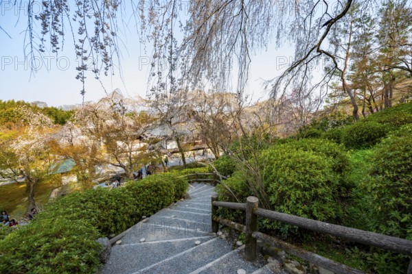 Path under blooming cherry trees, Sogenchi Teien Japanese Garden, Tenryu-ji, Zen Buddhist Temple