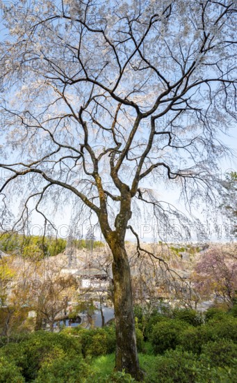 Blooming cherry trees Sogenchi Teien Japanese Garden, Tenryu-ji, Zen Buddhist temple complex,