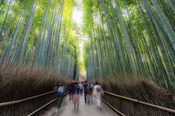 Visitors on their way through bamboo forest, motion blur, long exposure, towering bamboo stems in