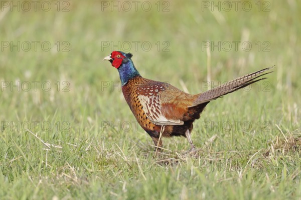Pheasant, hunting pheasant (Phasianus colchicus), adult male bird in a meadow, wildlife, lembruch,