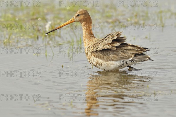 Greenpike (Limosa limosa) runs in shallow water in a moor, snipe birds, wildlife, nature
