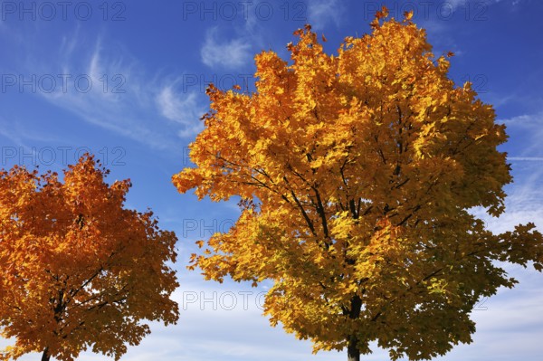Norway maple (Acer platanoides) in golden yellow autumn color, cloudy sky, Eckental, Middle