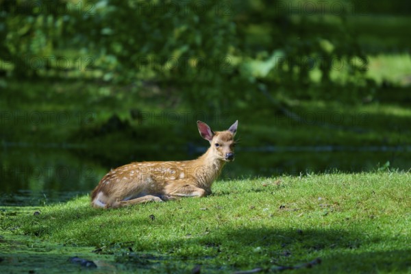 A fawn is relaxing on a green meadow in the forest and enjoying the summer atmosphere in the shade,