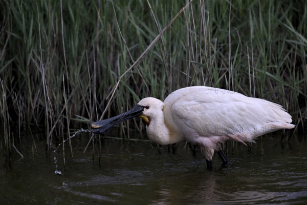 Spoonbill (Platalea leucorodia) looking for food in shallow water with drops of water in its open