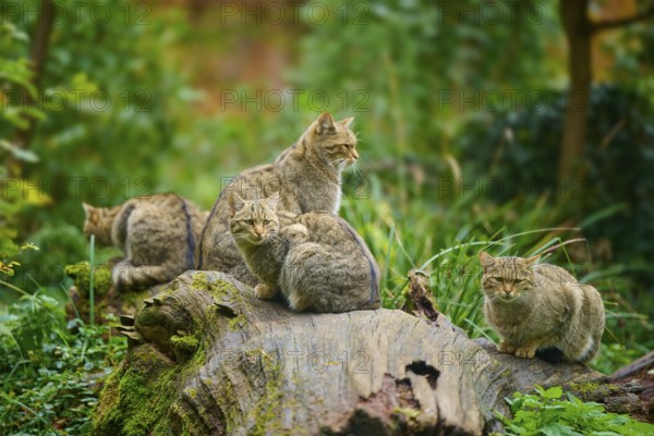 A group of cats sitting together on a tree trunk in a green forest, European wildcat (Felis