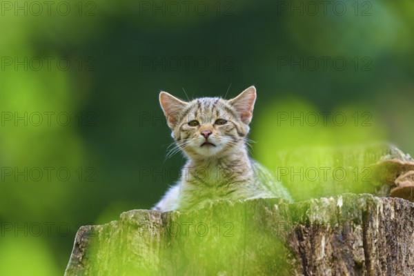 Young kitten on a tree stump against a blurred green background, European wild cat (Felis