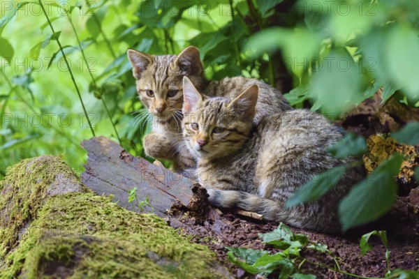 Two young cats lie cuddling and relaxing on moss-covered soil in the forest, European wildcat